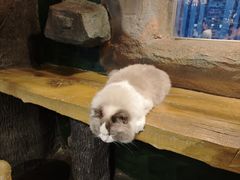 -猫猫幼稚园·撸猫·桌游·电玩
