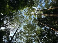 -火炉山森林公园