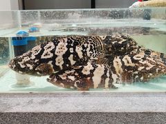 -万龙洲海鲜(大兴绿地缤纷城店)