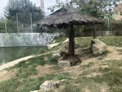 -芽庄珍珠岛游乐园