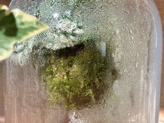-自由生长植物工作室(深港花卉中心店)