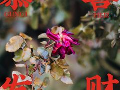 -陶然亭公园
