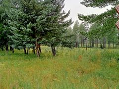 -塞罕坝国家级自然保护区