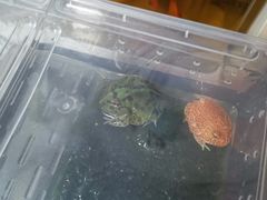 -中环花鸟鱼虫市场