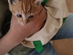 -芭比堂宠物医院·全科爱猫医院·仁德分院