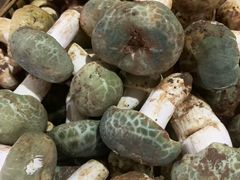 -野菌园·野生菌火锅首创第一家(关兴路总店)