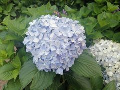 -鼓岭旅游度假区