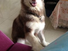 酷狗宠物美店-喵宠乐园·撸猫互动·猫舍