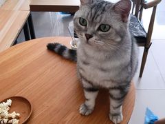 -平行世界·猫咖(首经贸店)