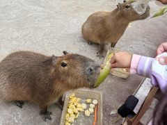 -廊坊固安福朋喜来登酒店