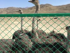 -新疆天山野生动物园