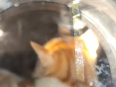 -瑞派康怡24h宠物医院·犬猫医疗中心·微创绝育(瑞景分院)