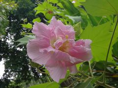 -金花茶公园