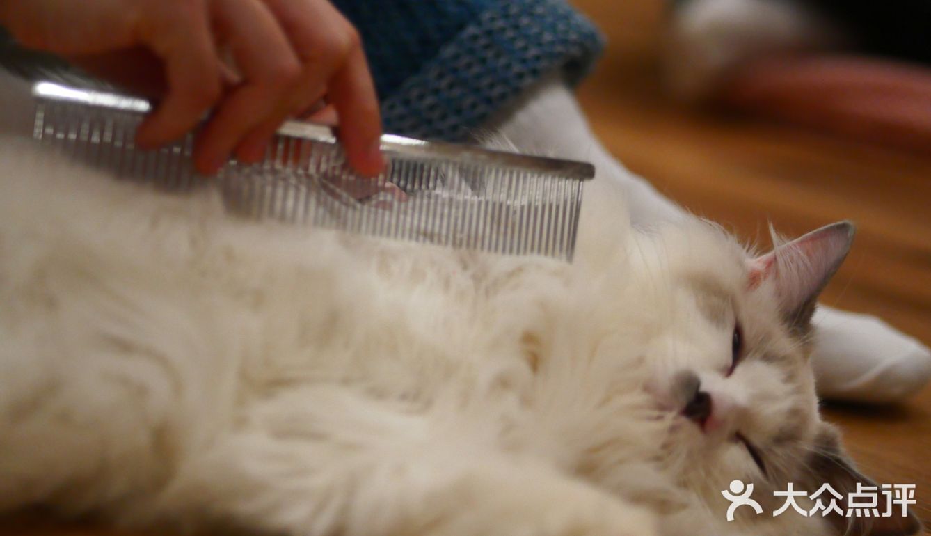 猫咖还能打桌游，这也太治愈了 