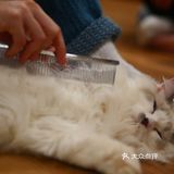 猫咖还能打桌游，这也太治愈了 