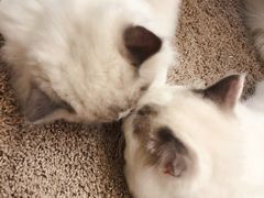 -酷豆宠物咖啡·宠物美食·撸猫馆