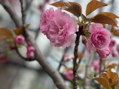 -高东镇樱花园