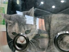 -瑞鹏宠物医院·猫科·宠保定点(梅溪湖分院)