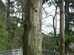 -天目山大树王景区