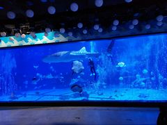 -烟台海昌鲸鲨海洋公园