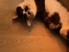 -艾吉宠物医院·疑难杂症转诊中心·猫友好(碧江路院)