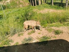 -鄂尔多斯野生动物园