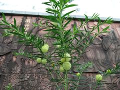 -广州神农草堂中医药博物馆