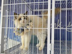 -喵百万·布偶·蓝金金渐层英短·猫舍(百子湾店)