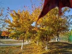 景点-丁香湖公园