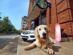 -超宠爱宠物摄影-Super pet