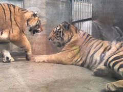 -泉州海丝野生动物世界