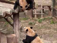 -都江堰中华大熊猫苑