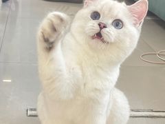 -lincat·猫舍(广州店)