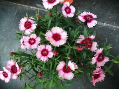 -渔米粥(罗湖店)