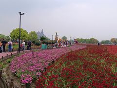 -荷兰花海