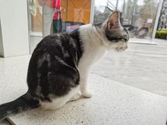 -飞行喵MR PILOT|猫舍·猫咖(静安大融城店)
