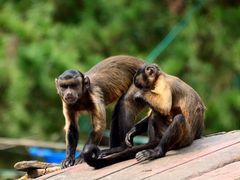 -西霞口神雕山野生动物世界
