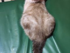 -猫色咖啡·猫咖