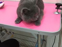 -艾贝尔宠物医院 ·内科全科(梁溪路店)