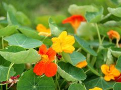 -紫颐香薰山谷景区