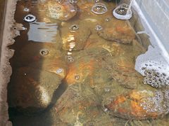 -十八字金·银饰·开蚌DIY·手工体验团建(魏公芳华里店)