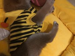 -逗柴咖啡屋·狗咖猫咖宠物桌游