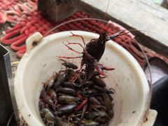 -同銮特种养殖场·龙虾垂钓