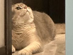 -欣宠猫屋·矮脚拿破仑·蓝金金渐层