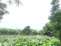 -长兴太湖图影湿地文化园
