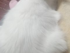 -艾贝尔宠物诊疗