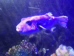 -太平洋海底世界