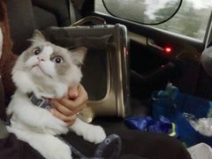 -凯特喵百思猫专科医院