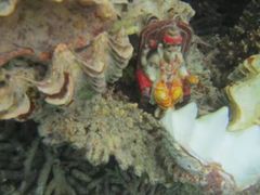 -塞尔夫岛