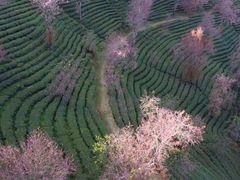 -无量山自然风景保护区